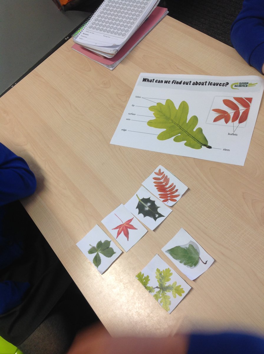 MNA_Year3's tweet photo. Yesterday, we explored different types of leaves and we discussed and classified a group of leaves according to their characteristics (e.g., colour, texture, size and shape). We also observed features which all leaves have to help a plant survive. @morley_newlands https://t.co/dh0rRkz87J