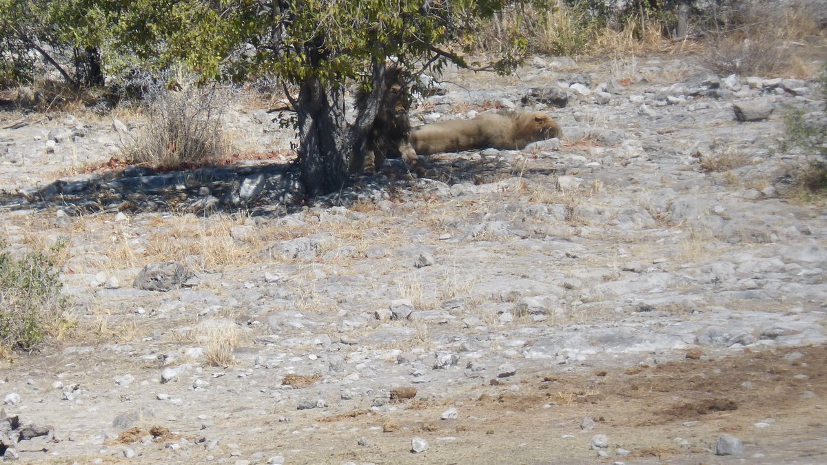 AfricainQu99614's tweet image. N°1 : lion sous l’arbre
N°2: trace de patte de lion
#sérievoyages 
#bestioles 
#Namibie