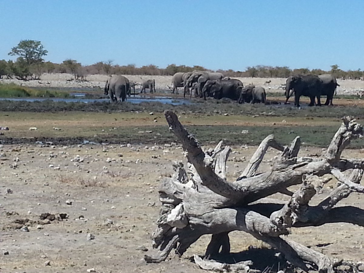 AfricainQu99614's tweet image. N°1 : lion sous l’arbre
N°2: trace de patte de lion
#sérievoyages 
#bestioles 
#Namibie