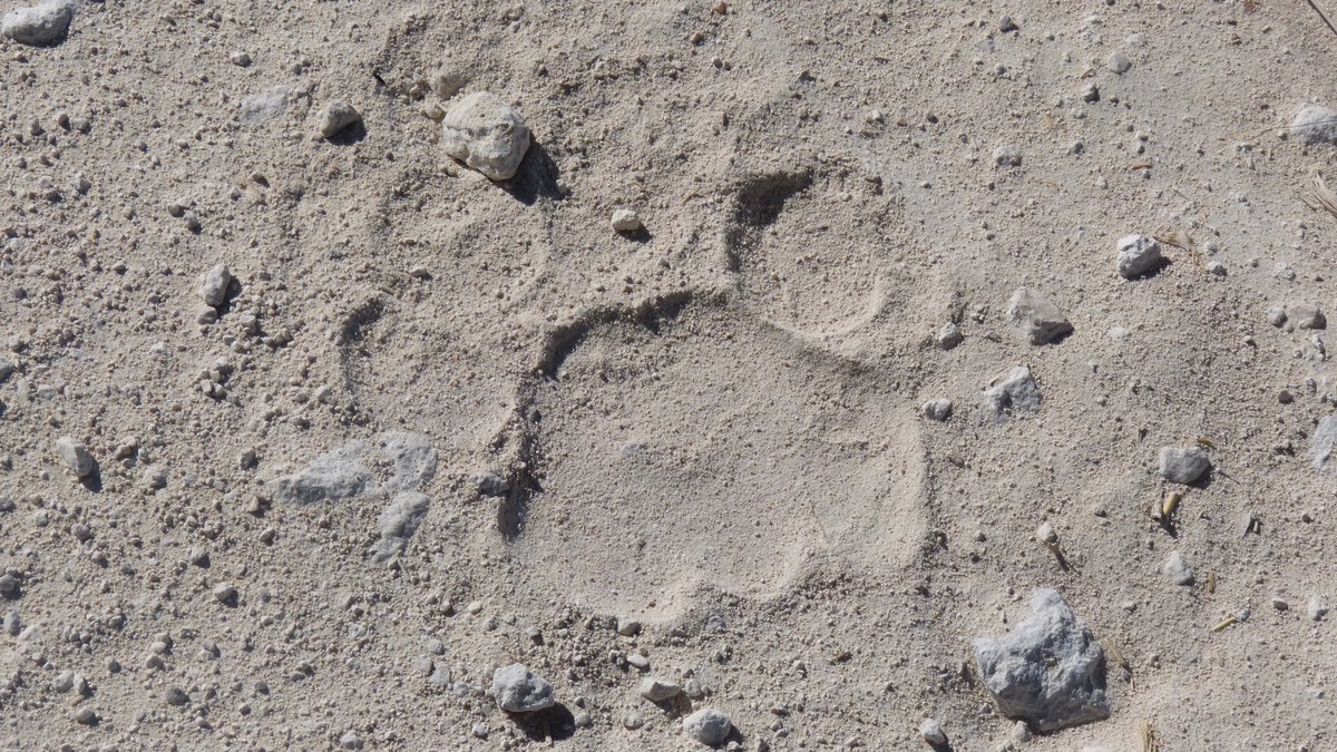 AfricainQu99614's tweet image. N°1 : lion sous l’arbre
N°2: trace de patte de lion
#sérievoyages 
#bestioles 
#Namibie