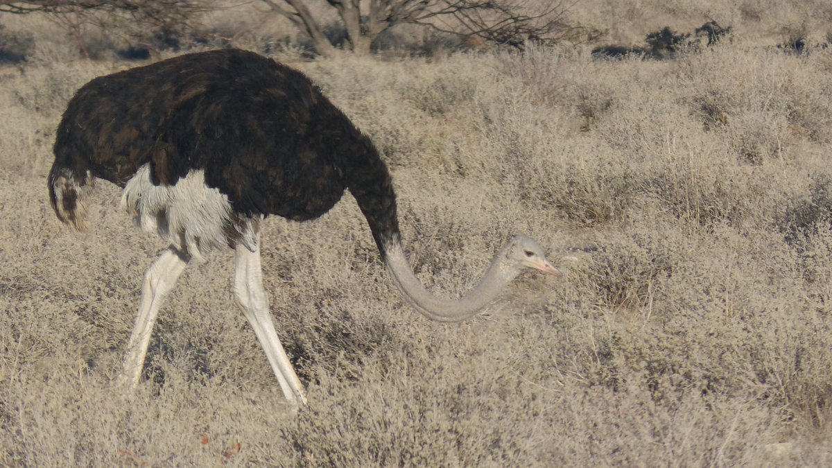 AfricainQu99614's tweet image. N°1 : lion sous l’arbre
N°2: trace de patte de lion
#sérievoyages 
#bestioles 
#Namibie