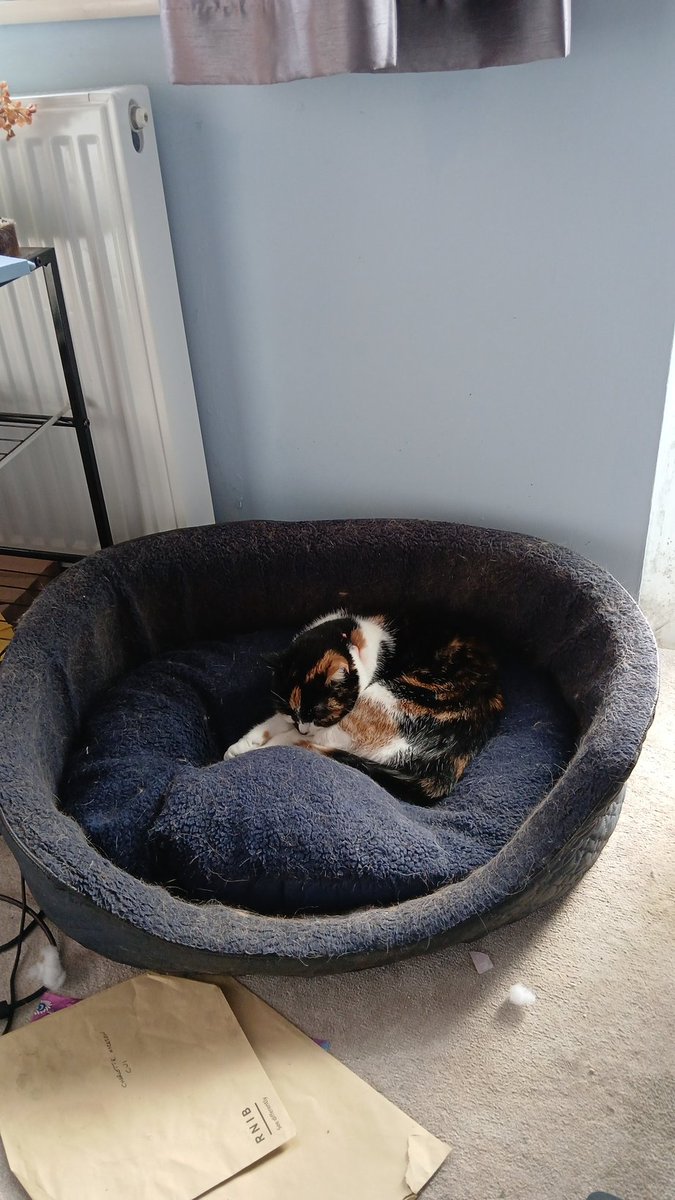 Charly (@blindseyeview) on Twitter photo Dog bed or cat bed? Dog bed or cat bed?