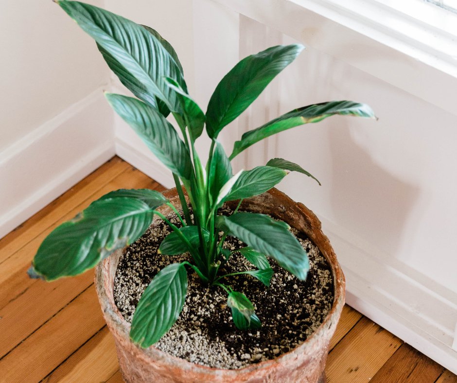 laurelhill1955's tweet photo. Plants are the perfect way to bring life and style into your home. Not only do they make for great decoration, but they also help freshen up the air!🌱 https://t.co/K6ipED2pfS
