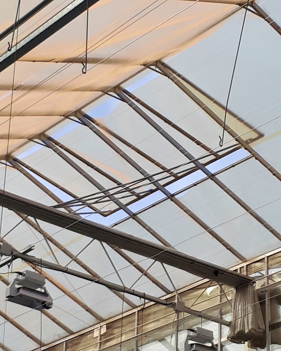Step inside a greenhouse powered by UbiGro's cutting-edge inner films and see the future of farming. 🌞🌱 Our advanced technology optimizes light for healthier, more productive crops. Let’s grow smarter together!