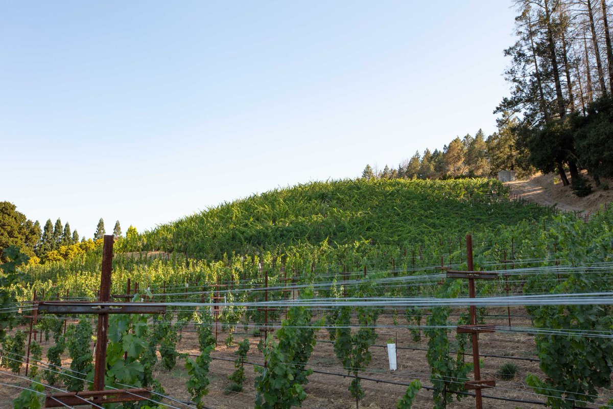 The Heart of Napa Valley | Napa's Natural Beauty

At Flora Springs, nature is our inspiration. From the soil beneath to the sky above, every element plays its part in creating the perfect wine. The beauty of Napa Valley isn’t just something you see—it’s something you taste.