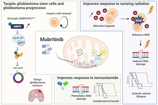 EMBO Mol. Medicine (@embomolmed) on Twitter photo Exploiting #MetabolicVulnerability in #glioblastoma using a brain-penetrant drug with a safe profile
By <a href="/audrey_burban/">Audrey Burban</a>, <a href="/AndreasBikfalvi/">Andreas Bikfalvi</a>, @Thomas_Daubon, <a href="/SharanekAhmad/">Ahmad Sharanek</a> & colleagues <a href="/Inserm/">Inserm</a> & Bordeaux University
➡️doi.org/10.1038/s44321… Exploiting #MetabolicVulnerability in #glioblastoma using a brain-penetrant drug with a safe profile
By <a href="/audrey_burban/">Audrey Burban</a>, <a href="/AndreasBikfalvi/">Andreas Bikfalvi</a>, @Thomas_Daubon, <a href="/SharanekAhmad/">Ahmad Sharanek</a> & colleagues <a href="/Inserm/">Inserm</a> & Bordeaux University
➡️doi.org/10.1038/s44321…