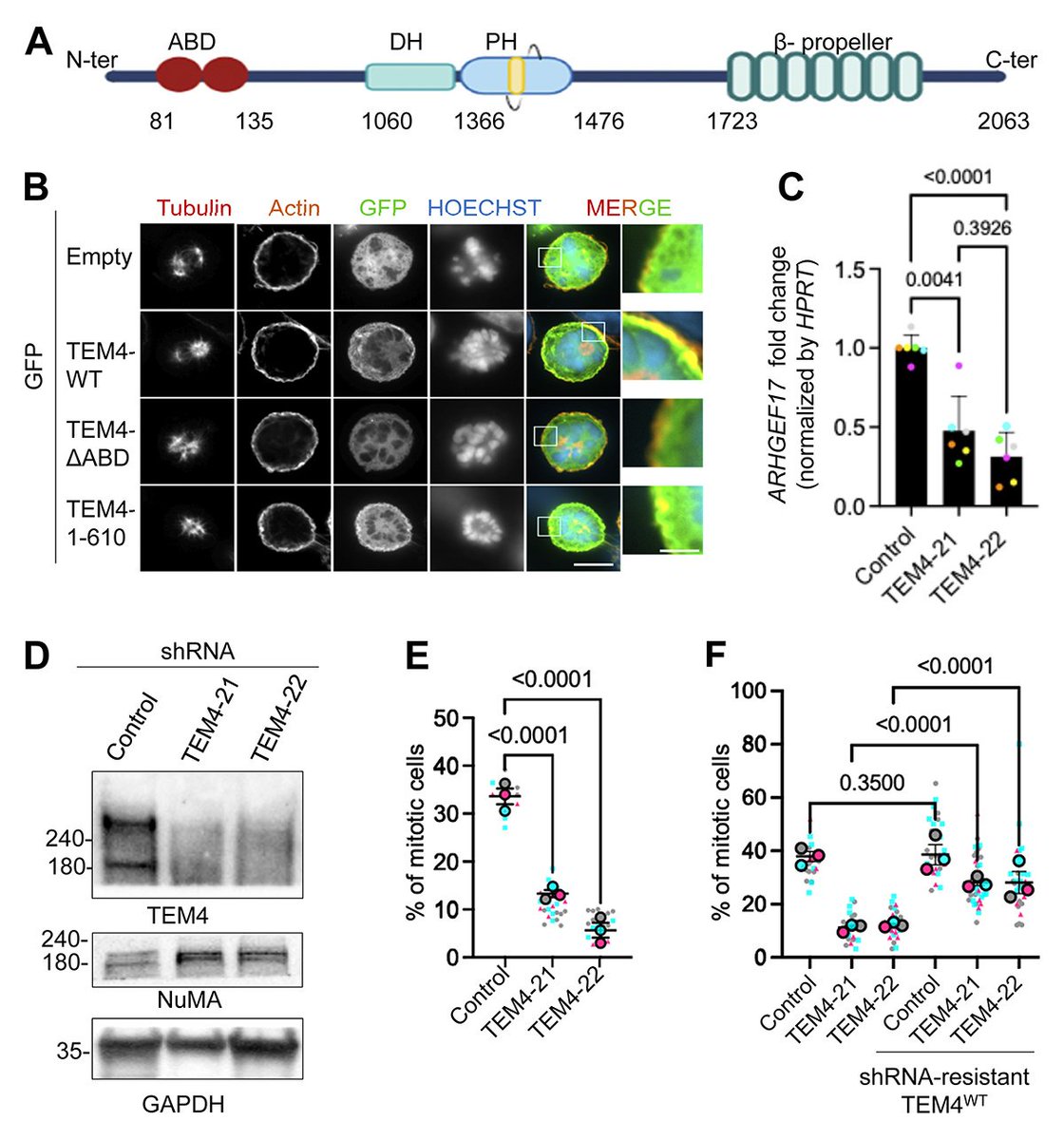JCellBiol's tweet image. Prifti et al @elowesab @universitelaval show that the Rho exchange factor TEM4 regulates progression though the #CellCycle in G1 via  the pro-proliferative transcription factor #YAP hubs.la/Q035f4L70
@crchuqc @CRC_Ulaval
#mitosis #actin #MPS1 #kinetochore #Hippo