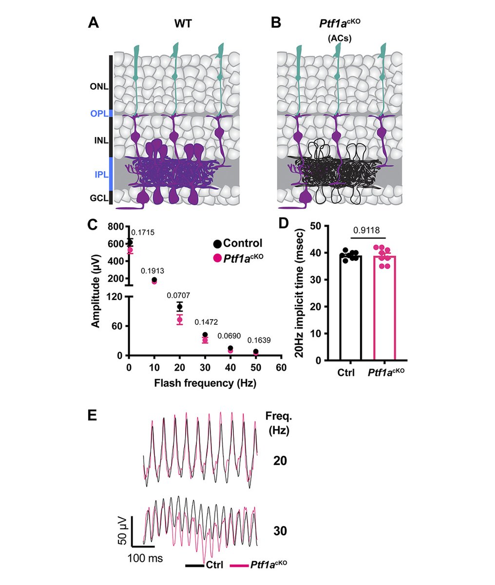 Journal of General Physiology (@jgenphysiol) on Twitter photo Avilés, Goodrich, Cepko, Xue et al. <a href="/harvardmed/">Harvard Medical School</a> report that the loss of FAT3 acts via its intracellular domain and retinal bipolar cells to affect mouse electroretinography (ERG) responses and visual perception of high-frequency flickers. hubs.la/Q035dRd80 Avilés, Goodrich, Cepko, Xue et al. <a href="/harvardmed/">Harvard Medical School</a> report that the loss of FAT3 acts via its intracellular domain and retinal bipolar cells to affect mouse electroretinography (ERG) responses and visual perception of high-frequency flickers. hubs.la/Q035dRd80