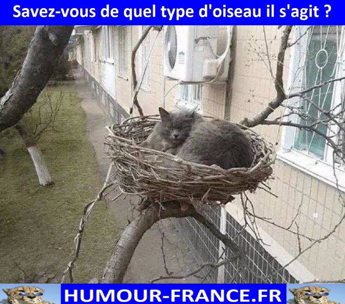 text alternatif