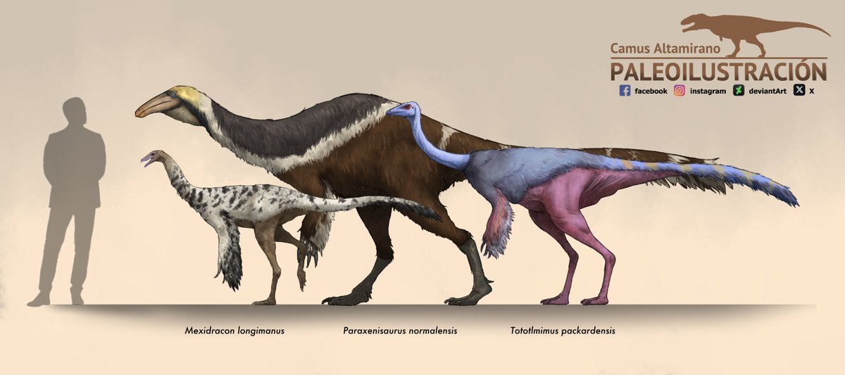 CamusAltamirano's tweet photo. The ornithomimosaurus of México: https://t.co/ItYilK27QH