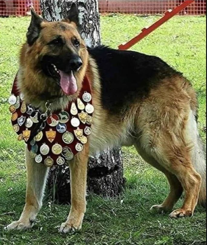 A very awarded Police Dog. He saved more than 100 human lives... RESPECT!
