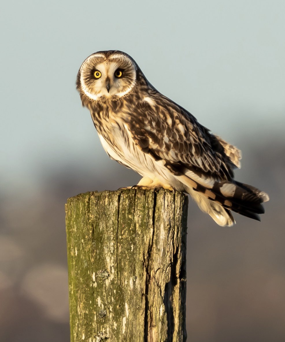 Short Eared Owl, Elmley Nature Reserve last week, in the early evening sun. #rspb