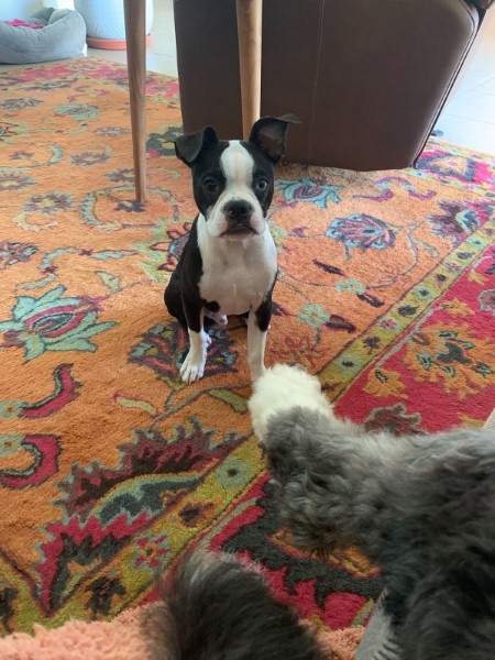 PerfectPupLLC's tweet photo. "Ever feel like your dog is judging you? Yeah, me too. Especially when I’m eating the last slice of pizza. 🍕🐶"
#PerfectPup #DogTraining #FortWayne https://t.co/iI4ScZLkyN