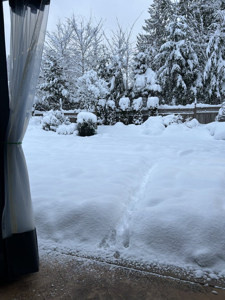 RyanVoutilainen's tweet image. Sunshine Coast Buried! ❄️ 

Some photos from my mom in #Sechelt BC (West Porpoise Bay) after 24h of snowfall they’ve received around 40cms/16in. 😲 

While some light flurries continue, thankfully the worst is over.

#BCsnow #BCstorm #BCstormwatch @jwhittalClimate @50ShadesofVan