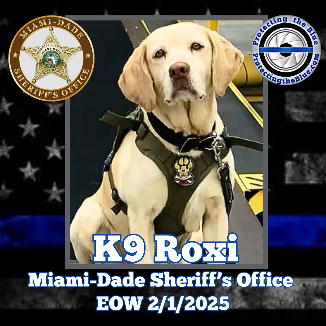 RIP. Florida K9 Roxi succumbed to injuries she received in a vehicle crash during a pursuit of a wanted felon when the suspect intentionally struck the K9 SUV, crashing the vehicle into a concrete wall. K9 Roxi was transported to an emergency veterinarian hospital where she died