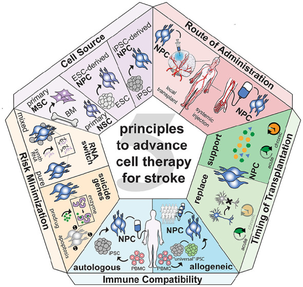 Ruslan Rust 🧬🧠 (@rust_ruslan) on Twitter photo If you're interested in stem cell therapies and why they haven't reached broad clinical use for stroke + other neurological disorders, here are five key principles <a href="/CTackenberg/">Christian Tackenberg</a> and I discuss: journals.sagepub.com/doi/10.1177/10…
(Also, this is probably one of my favorite figures I made! 😃) If you're interested in stem cell therapies and why they haven't reached broad clinical use for stroke + other neurological disorders, here are five key principles <a href="/CTackenberg/">Christian Tackenberg</a> and I discuss: journals.sagepub.com/doi/10.1177/10…
(Also, this is probably one of my favorite figures I made! 😃)