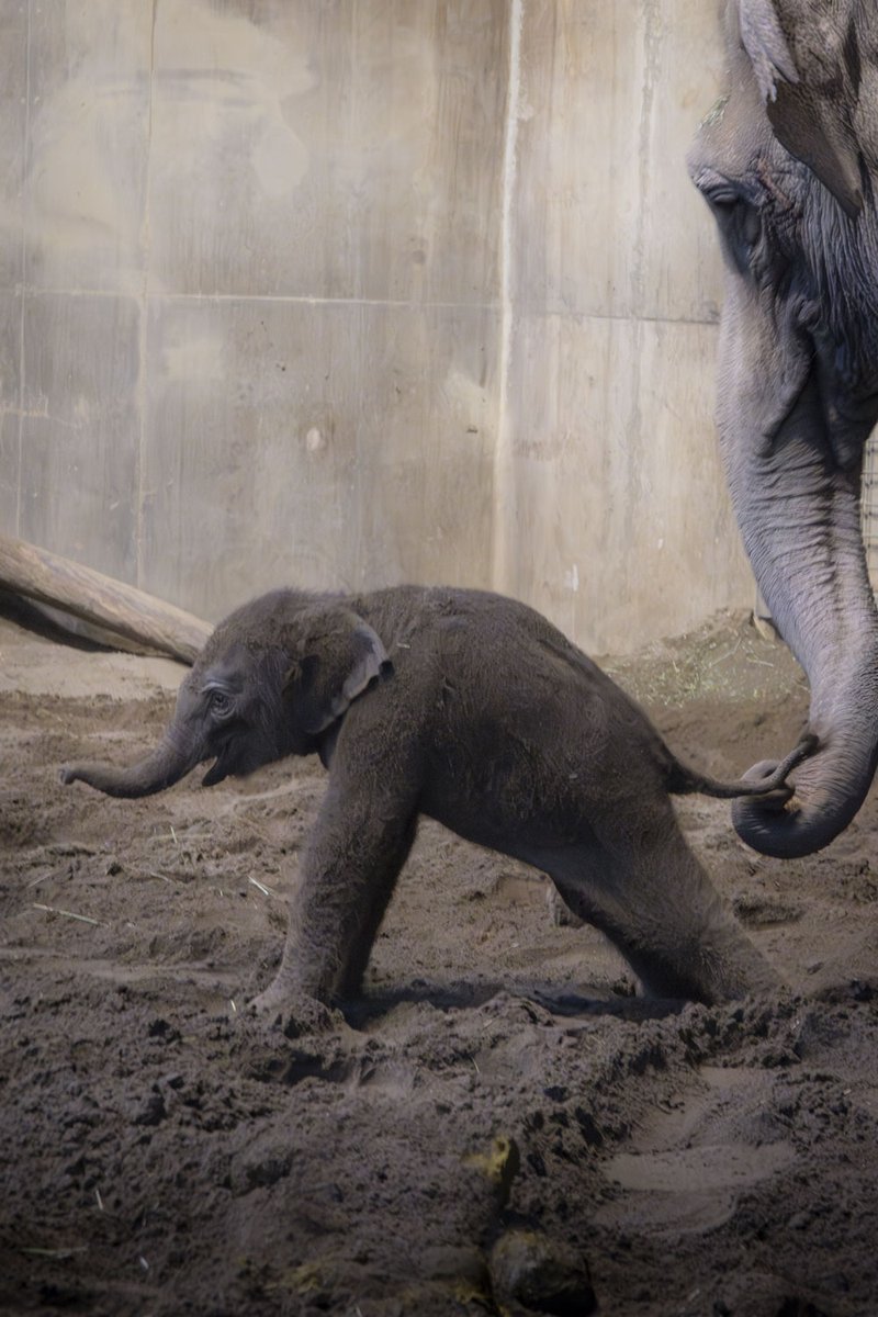 Oregon Zoo tweet media