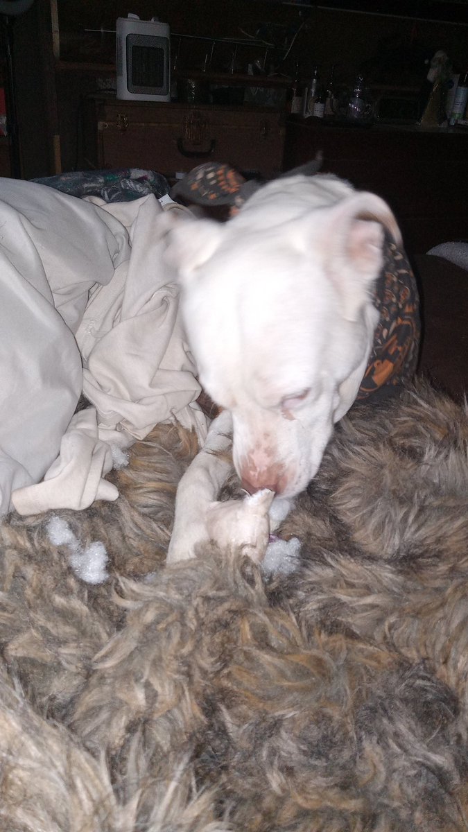 Hoopalina's tweet image. Ripley is her name, destroying toys is her game!! Ripley the destructor! #pitmix