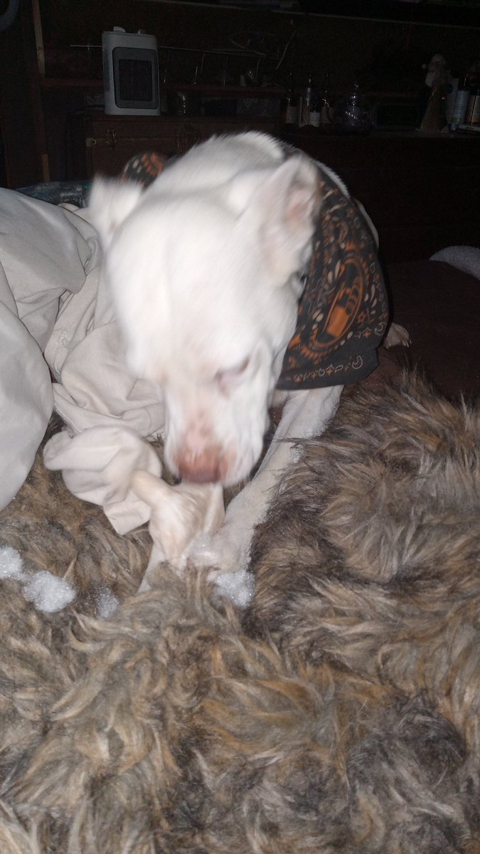 Hoopalina's tweet image. Ripley is her name, destroying toys is her game!! Ripley the destructor! #pitmix