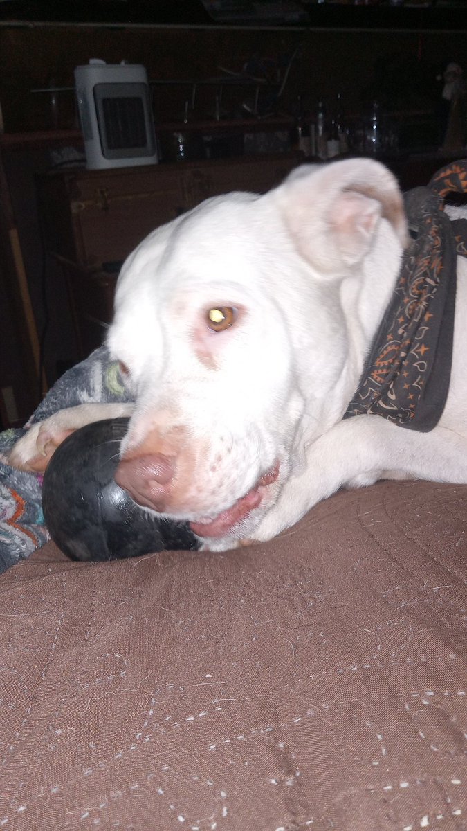 Hoopalina's tweet image. Ripley is her name, destroying toys is her game!! Ripley the destructor! #pitmix