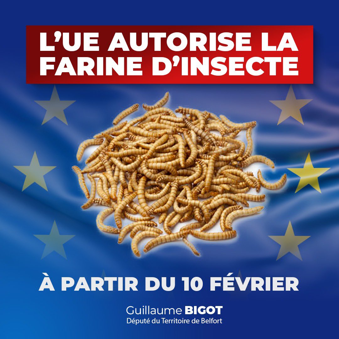 Guillaume_Bigot's tweet image. 🚨 ALERTE | Le Parlement européen vient de régulariser l&apos;utilisation de poudre traitée aux UV de larves entières de ver de farine jaune, jusqu&apos;à 4% de la composition d&apos;aliments (pain, fromage, confitures, pâtes...). Nous faire avaler des couleuvres ne suffit plus à l&apos;UE.