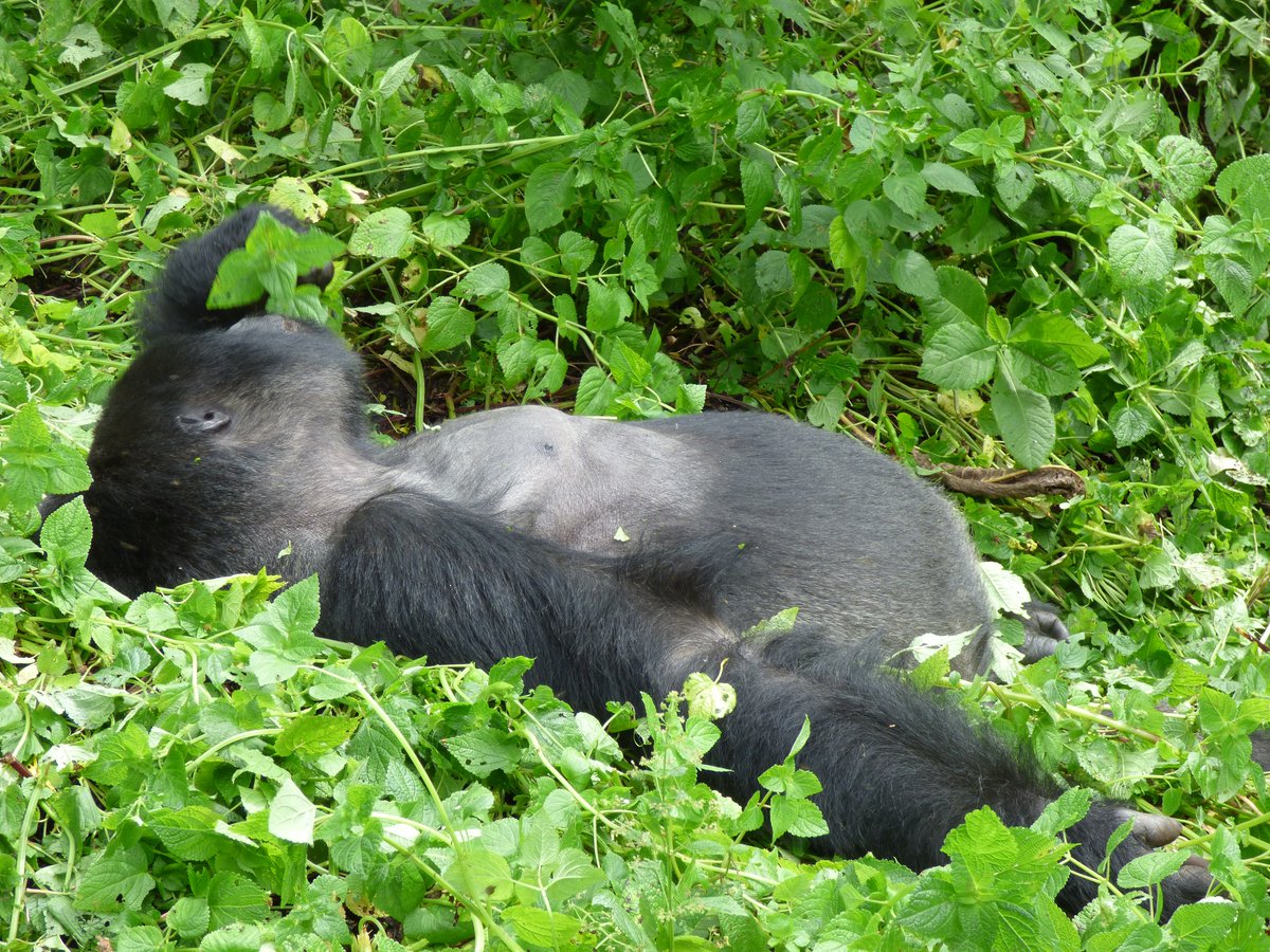 🌍 Curious About Gorilla and Chimp Trekking in Uganda? 🦍🐒Join our 4 days Gorillas and Chimps Trekking Safari in Kibale Forest National Park. Contact: info@trekgorillasafaris.com / +256 752 134826. More info: trekgorillasafaris.com/4-days-uganda-… #RHOP #voyage #zelena #tourism #Explore
