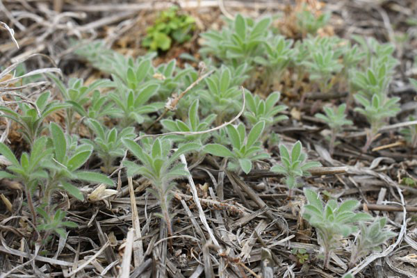 KStateAgron's tweet image. Now is the time to finalize plans for #kochia control. Check out the article to learn about preplant #herbicide applications for kochia control. bit.ly/3PZdlYI @KStateWeedSci