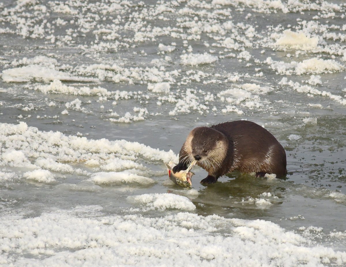 Have you ever done a polar plunge?

North American river otters are very accustomed to diving into cold water during the winter months. Luckily, they have two layers of fur - the bottom layer is great for warmth and the top layer is waterproof and helps insulate. Photo: <a href="/USFWS/">U.S. Fish and Wildlife Service</a>