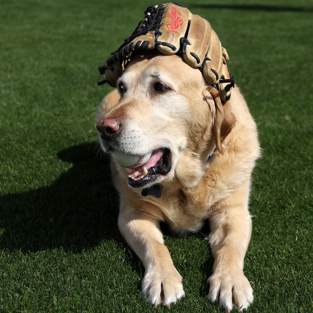 I'll just be laying here waiting for Opening Day...