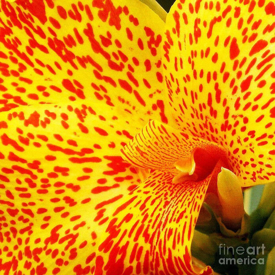 KayeMenner's tweet image. #Spotted And #Textured #Square #Wall #Art #Photography #prints #lovely #products at:

bit.ly/4aN7PSS

#flower #floral #colorful #macro #homedecor  #giftideas #wallartforsale #Art #artforsale #BuyIntoArt #AYearForArt #Artist #FineArtAmerica