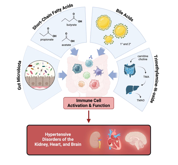 AJP Renal (@ajprenal) on Twitter photo An excellent team of authors from <a href="/TulaneMedicine/">Tulane Medicine</a> <a href="/MCG_AUG/">MCG</a> and <a href="/MedUnivSC/">Medical University of South Carolina (MUSC)</a> bring us this #ArticleinPress, Recent Advances on Immunity and Hypertension: The New Cells on the Kidney Block (John Henry Dasinger et al.):
ow.ly/CAX450USEAB
#Kidney #Hypertension An excellent team of authors from <a href="/TulaneMedicine/">Tulane Medicine</a> <a href="/MCG_AUG/">MCG</a> and <a href="/MedUnivSC/">Medical University of South Carolina (MUSC)</a> bring us this #ArticleinPress, Recent Advances on Immunity and Hypertension: The New Cells on the Kidney Block (John Henry Dasinger et al.):
ow.ly/CAX450USEAB
#Kidney #Hypertension