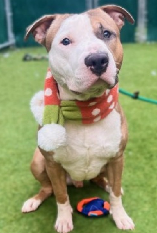 MorgFairsdogs's tweet image. France 
Kill Command #NYCACC 
#FostersSaveLives  
#Pledge4Rescue 

He's very cute, only 2 yrs old 
Social w/handlers 
Food Motivated  
Needs all adult home  
Please give France a chance to live! 
#Pledge4Rescue #foster #adopt