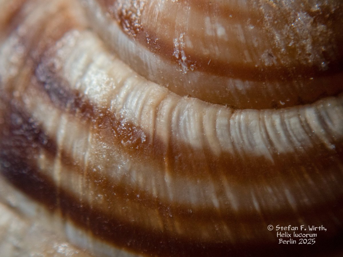 wirthstef's tweet photo. The land #snail #Helix #lucorum (#Helicidae, #Stylommatophora) is a #species with a noticeably large shell that is originally distributed in Asia Minor and the Black Sea region. H. lucorum impresses with its particularly decorative #striped snail #shell, whereby the basic color can have different shades depending on environmental conditions or due to genetic variability. The snail species, also known as #Escargot Turk due to its natural distribution in #Turkey, is one of three species of the Helix genus that humans eat as a #delicacy. The other two species are Helix #aspersum and Helix #pomatia.
H. lucorum lives in bushes, open forest landscapes and also on cultivated land. The snail species does not remain dormant during the winter in its natural range, but instead spends the hot summer months in dry torpor while buried in the ground. The snail can also be found outside its natural range in regions to which it has been introduced by humans, such as in France and even a limited area in Germany. In such cases one speaks of #neozoa. Unlike H. pomatia and H. aspersum, H. lucorum is a species that is not usually bred as #humanfood, but is collected from the field for these purposes.
The author I. Ekin (2023) dealt with the #reproductiveprocesses of the species H. lucorum and Eobania vermiculata and studied them in the field for several years. But here I will only summarize H.ucorum information. According to the researcher, the snail begins to #reproduce at the age of 3-4 years, in a period from October to December. Observations took place in Diyarbakır, SE Turkey. The snails laid 82 ± 12 #eggs that were 5 mm in diameter. The young offspring hatched after 30 ± 4 days. The author assumes that #breedinghabits might vary depending on localities and their climatic conditions.
© #StefanFWirth Berlin 2025
Reference:
Ekin, İ. (2023). Reproductive processes of the edible snails Helix lucorum (Linnaeus, 1758) and Eobania vermiculata (O.F. Müller, 1774) in their natural habitats. Molluscan Research, 43(2), 138–143. https://t.co/C3SizXD3Cs
Photos:
1-4) Shells of Helix lucorum sold via food trade in Berlin, different close perspectives to and into the shells © S. F. Wirth, February 2025