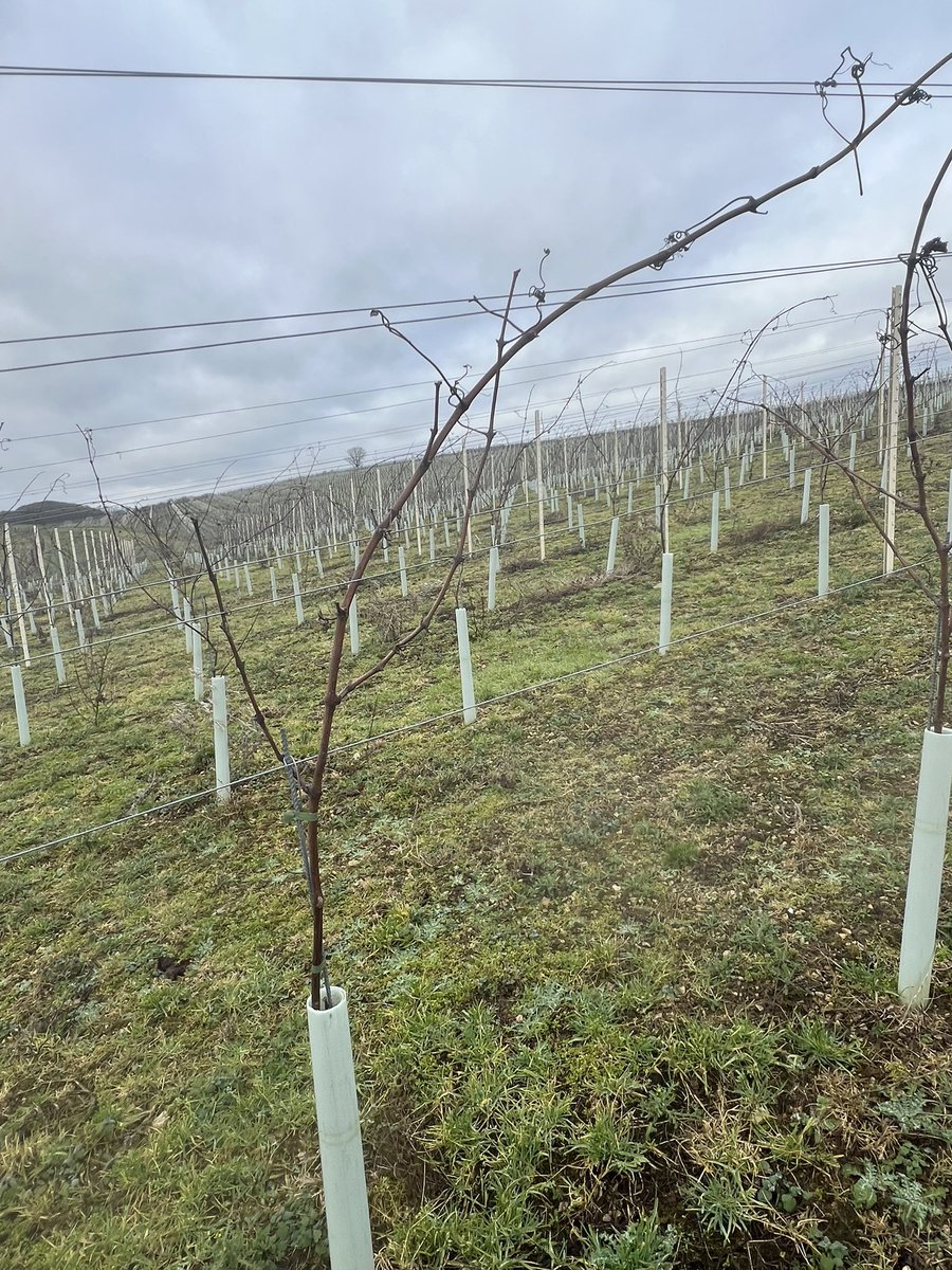 FarmerBarney's tweet photo. Busy day out in the vineyard trying to keep up with professionals!! #vineyard #organic #prunning https://t.co/JjBa1kP7Pa