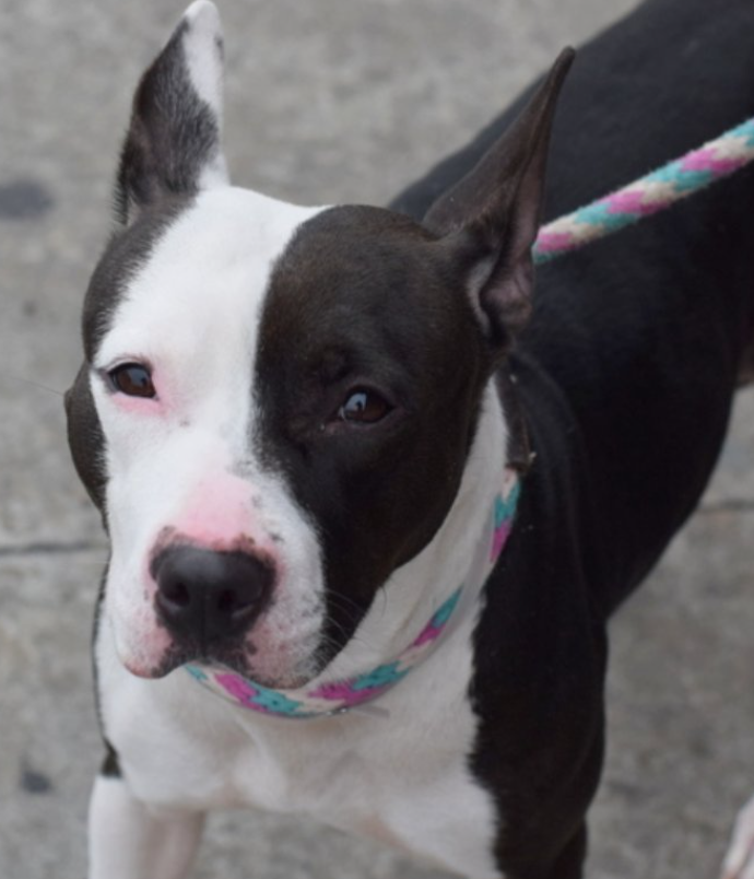 MorgFairsdogs's tweet image. Nala Bonita 
Kill Command #NYCACC 
#FostersSaveLives  
#Pledge4Rescue 

Loves cats &amp;amp; kids, lived w/ 12😻; only 3 kids
Playful &amp;amp; active 
Shy in care but willing to please 
Please help save Nala Bonita! 
#Pledge4Rescue #foster #adopt
