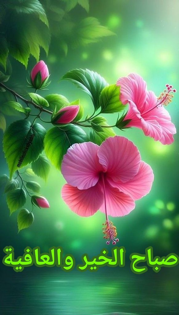 SIKDER 🇧🇩 tweet media