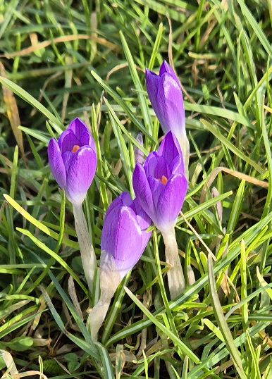 BBullrushes's tweet image. Lots of 🌞 again whilst we did our #litterpick. Back to the #flytip &amp;amp; found a gas cylinder as well as NOx canisters. The usual bush gave up a bag of #litter, another 🎈 caught in a 🌳 on its way to heaven 🤨 &amp;amp; the crocuses are starting to show. @KeepBritainTidy @LitterReporting