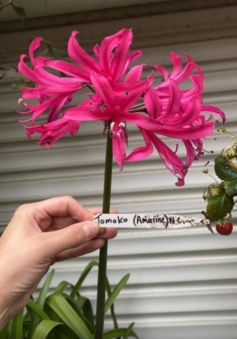 GreatAgapanthus's tweet photo. This absolute beauty is called #Amarine ‘Tomoko’. Deep pink flowers with the contrast of dark stems looks amazing in the garden. Grows well in containers or planted in the garden. Bulbs available on our website for immediate dispatch https://t.co/BNarVKjyQl https://t.co/akiuKZXYiw