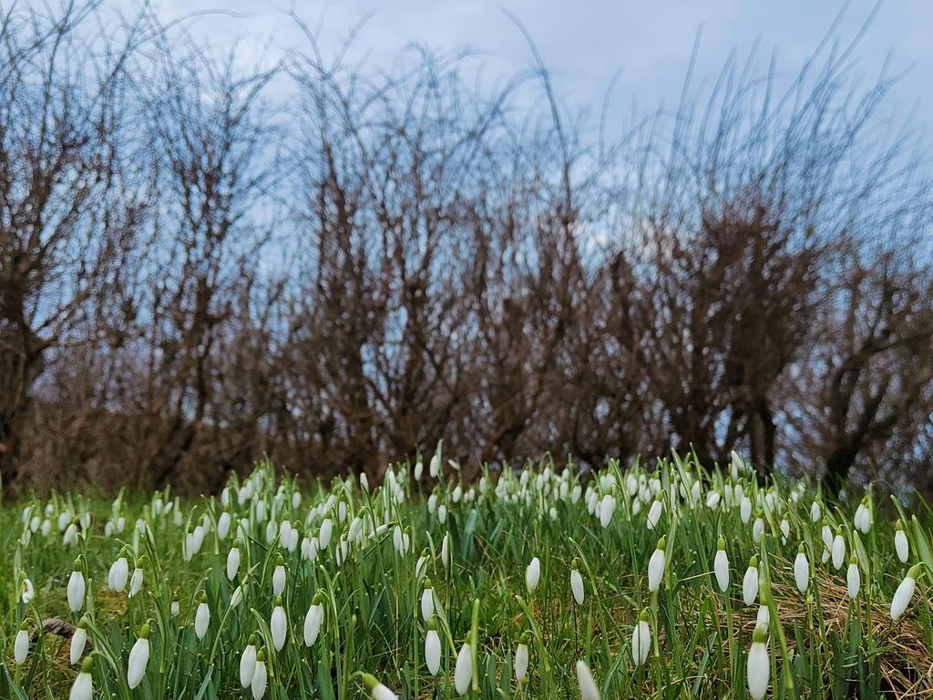 Some signs of spring amidst the winter landscape #Shetland