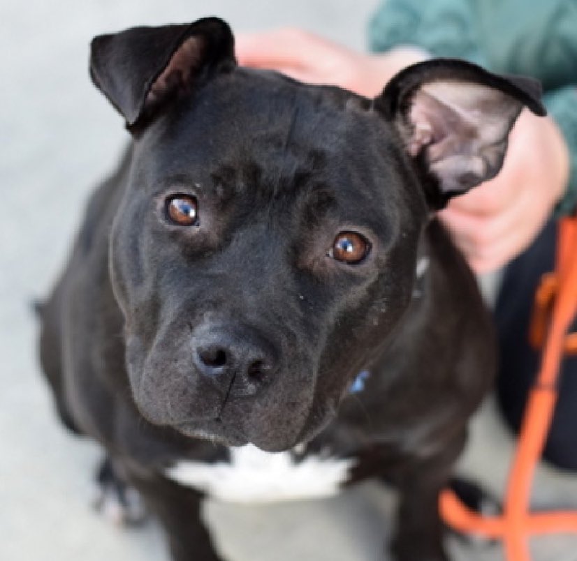 MoishesMom's tweet image. 🚨🚨 #Pledges 4️⃣ Daphne -  broken femoral &amp;amp; pregnant 😭😭  We need 2️⃣get her safe 2️⃣ Day 🙏🏻 🚨🚨

2️⃣ #Rescues R interested in Daphne but 
#WhelpingFoster AND #Pledges R needed 4️⃣  🏥 expenses 🙏🏻🙏🏻

Will 🫵🏻 help Daphne &amp;amp; her babies 😭🙏🏻

#SaveDaphneNYC #UrgentWhelpingFoster 🙏🏻🙏🏻