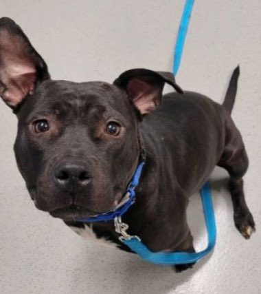 MoishesMom's tweet image. 🚨🚨 #Pledges 4️⃣ Daphne -  broken femoral &amp;amp; pregnant 😭😭  We need 2️⃣get her safe 2️⃣ Day 🙏🏻 🚨🚨

2️⃣ #Rescues R interested in Daphne but 
#WhelpingFoster AND #Pledges R needed 4️⃣  🏥 expenses 🙏🏻🙏🏻

Will 🫵🏻 help Daphne &amp;amp; her babies 😭🙏🏻

#SaveDaphneNYC #UrgentWhelpingFoster 🙏🏻🙏🏻