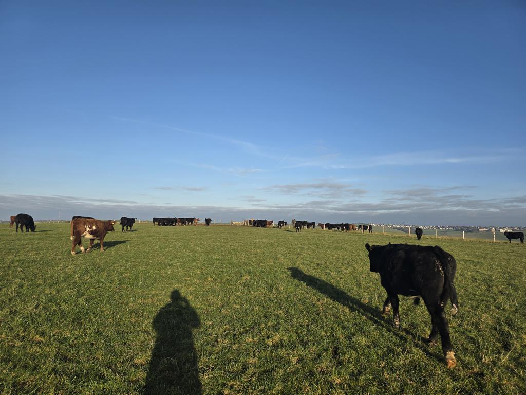 bwcarrfarms's tweet photo. Every field full of beef. The farm is now holding three times the amount of cattle through the winter with a summer rest period. Offering #habitat for important #invertebrates #butterflies #bees #mice #voles and so on. The winter #beef and farmland birds. 🤝 https://t.co/gYmRVvTgg1