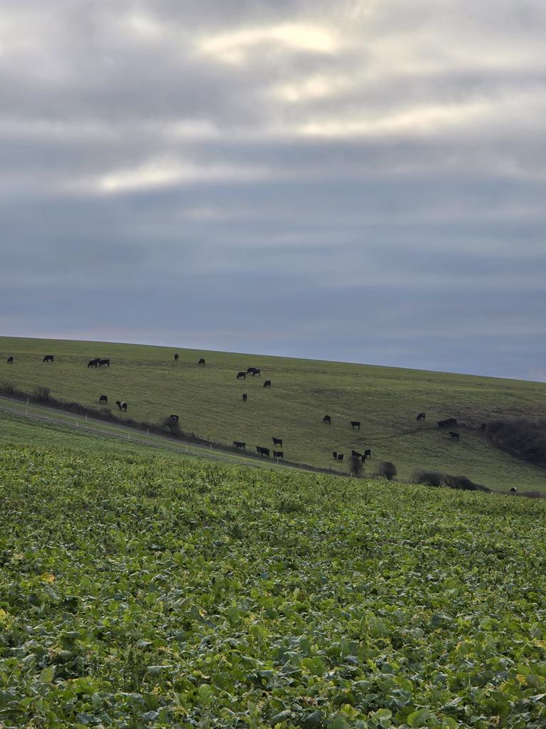 bwcarrfarms's tweet photo. Every field full of beef. The farm is now holding three times the amount of cattle through the winter with a summer rest period. Offering #habitat for important #invertebrates #butterflies #bees #mice #voles and so on. The winter #beef and farmland birds. 🤝 https://t.co/gYmRVvTgg1