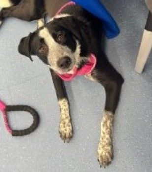 millypod1's tweet photo. 🆘4 FEB 2028 #Lost KIMMY #ScanMe
YOUNG Black &amp; White Cross Breed Female
Main Street #Neilston #Glasgow #Scotland #G78 https://t.co/E1CzVvGS5f https://t.co/wKUj2LKELL