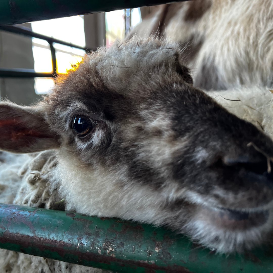 We loved meeting new friends and sponsoring the glitter tattoo booth at the <a href="/KidsLinked/">KidsLinked</a> Columbus Winter Carnival in Hilliard last weekend!