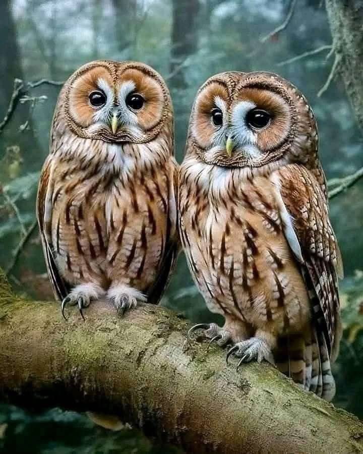 Owl heaven tweet media