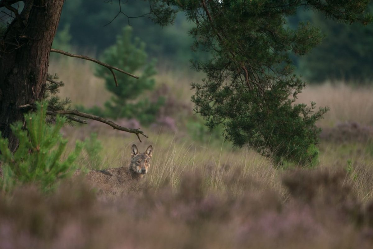 Evolutionary Applications (@evolappjournal) on Twitter photo Ne reconstruction efficiency over the time compared with long-time wolf monitoring data.
w/ <a href="/lperezsorribes/">Laia Pérez Sorribes (She/Her)</a>,<a href="/LinneaSmeds/">Linnéa Smeds</a>,@JMergeay
Photo credit: Ernesto Zvar
doi.org/10.1111/eva.70… Ne reconstruction efficiency over the time compared with long-time wolf monitoring data.
w/ <a href="/lperezsorribes/">Laia Pérez Sorribes (She/Her)</a>,<a href="/LinneaSmeds/">Linnéa Smeds</a>,@JMergeay
Photo credit: Ernesto Zvar
doi.org/10.1111/eva.70…