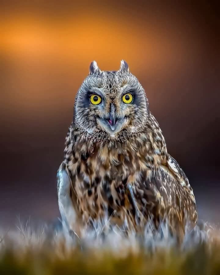 Owl heaven tweet media