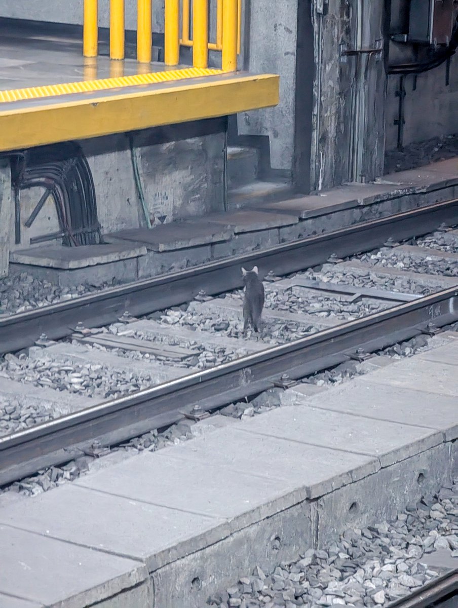 ponchoeltapatio's tweet photo. Parece que un gato habita en la estación San Juan de Dios, la fotografía la tomé a las 12 del medio día de hoy me preocupa que se lesione cuando cruce las vías @SITEURJAL https://t.co/XRvURsTzMe