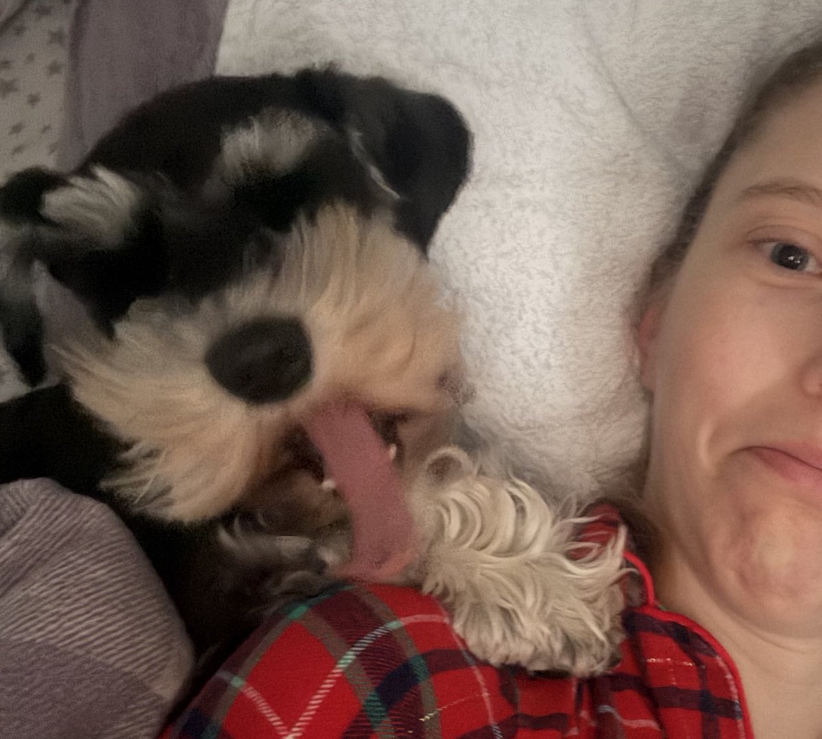 _Rufus_Dog_'s tweet photo. I dus luff to share the bed with the Hoomum… #SchnauzerGang #Dogsoftwitter #DogsofX https://t.co/oab0pJLDRc